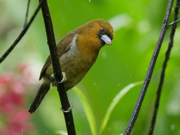 <h3><a href="/trips/costa-rica/biota/animalia/chordata/aves/039 piciformes/004 semnornithidae/semnornis frantzii/semnornis frantzii-nl.html">Semnornis&nbsp;frantzii</a> / Prong‑billed&nbsp;barbet / Tandsnavelbaardvogel</h3>OM-1 Mark II met OLYMPUS M.150-400mm F4.5 TC, 1/1000 sec  bij F5.6, ISO 10000, afstand 5.12&nbsp;m